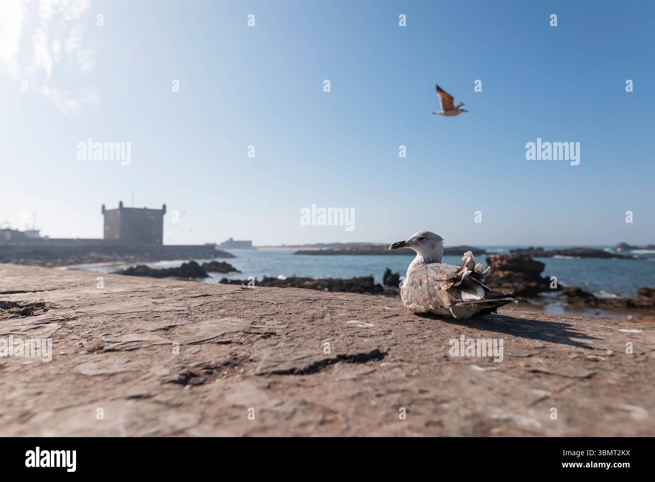 Faune de la côte atlantique à Essaouira – mouette relaxante sur le rivage avec Fort historique et temps clair en arrière-plan Banque D'Images