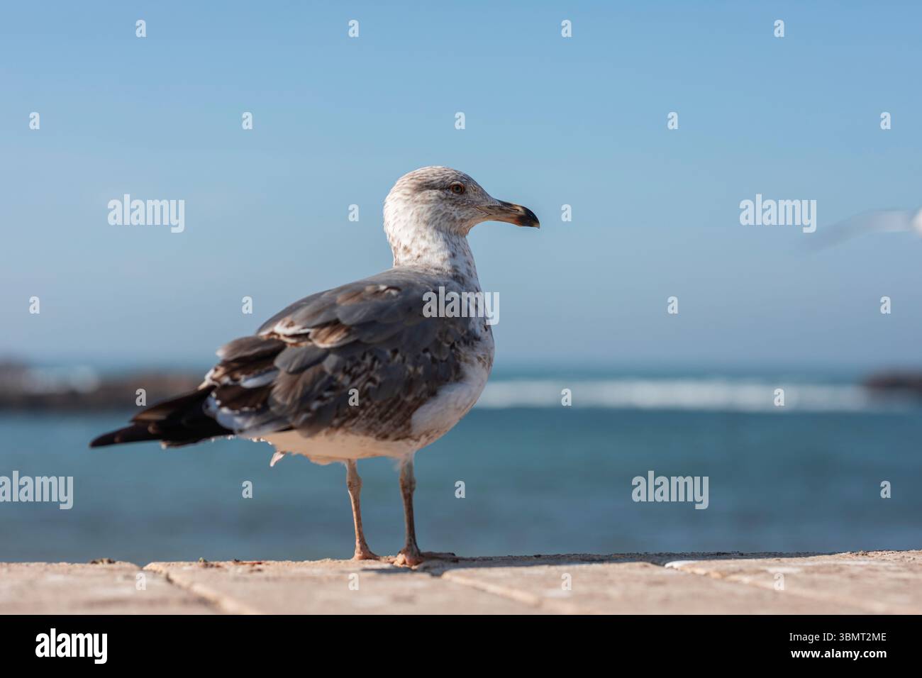 Mouette côtière reposant sur la jetée avec Ocean Horizon – scène de la faune de l'Afrique du Nord, Maroc, sous Blue Sky Banque D'Images