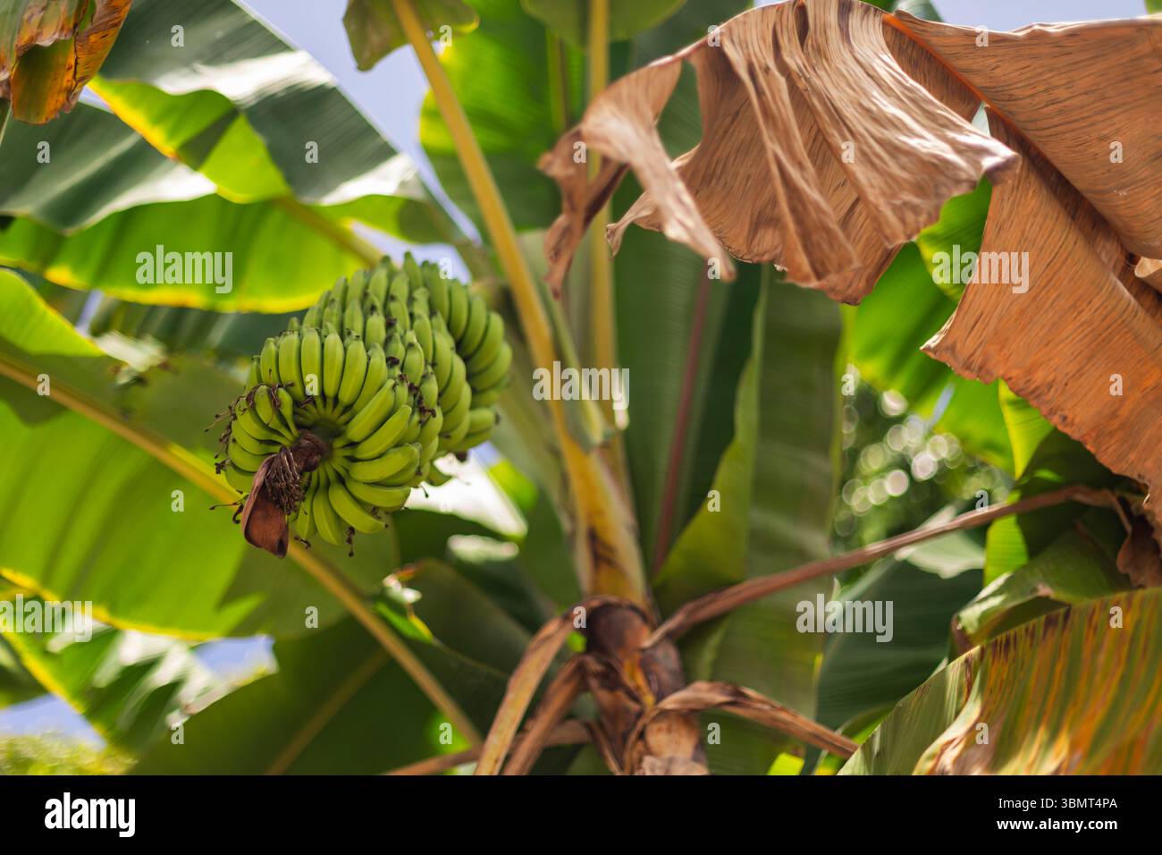 Bananes fraîches non mûres poussant dans un cluster sur un arbre entouré de feuilles vertes dans le jardin des Maldives Banque D'Images
