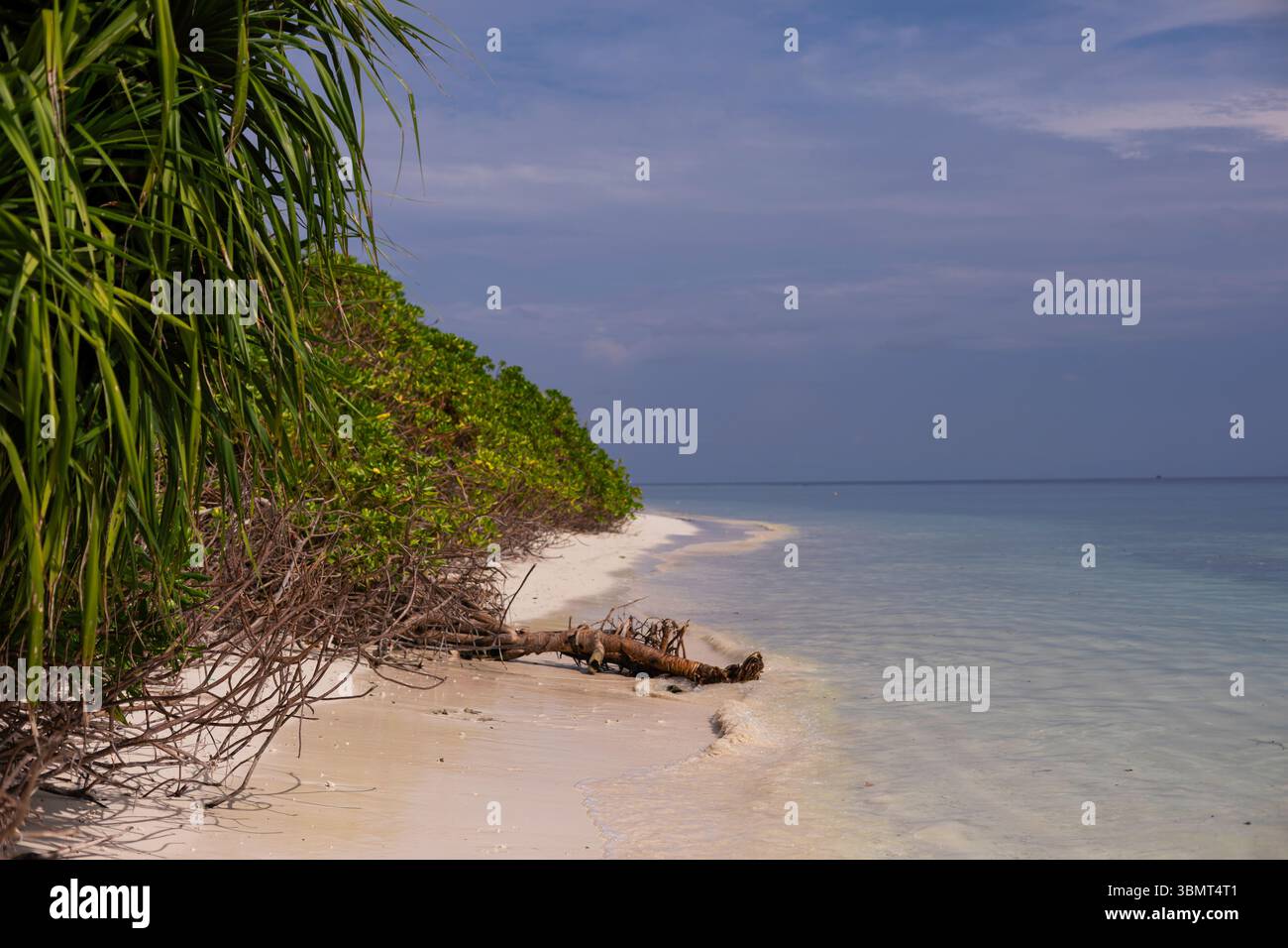 Scène de nature intacte sur une île maldivienne avec des plantes exotiques, du bois flotté déchu et une mer cristalline et peu profonde Banque D'Images