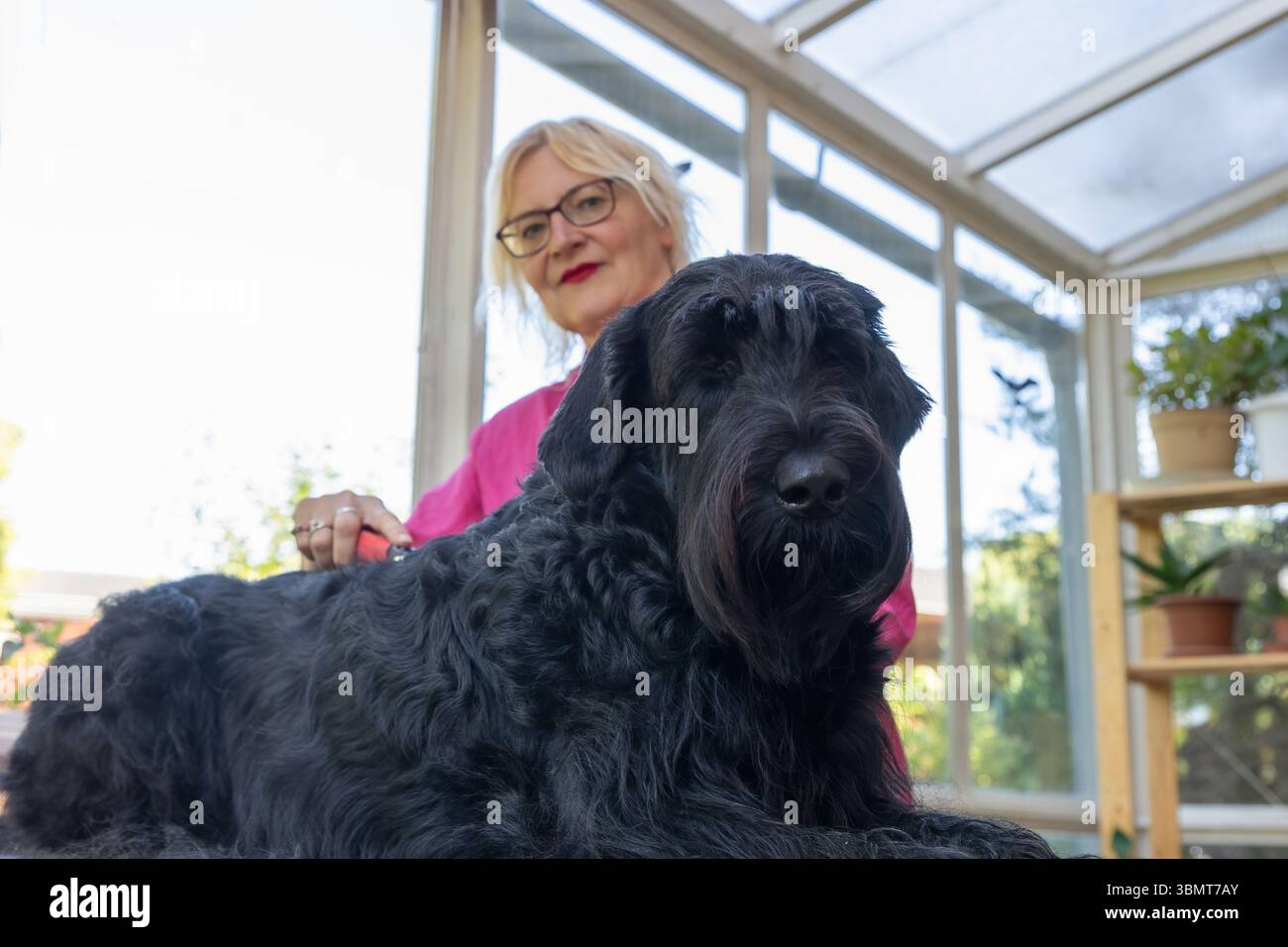 Vue d'en bas de Big Black Schnauzer Dog en train d'être soigné par un toiletteur professionnel. Horizontalement. Banque D'Images
