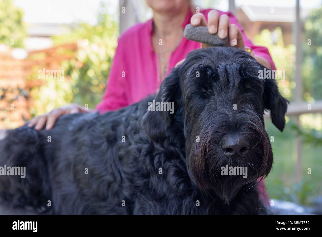 Gros plan sur le gros chien Schnauzer noir soigné allongé sur la table. Horizontalement. Banque D'Images