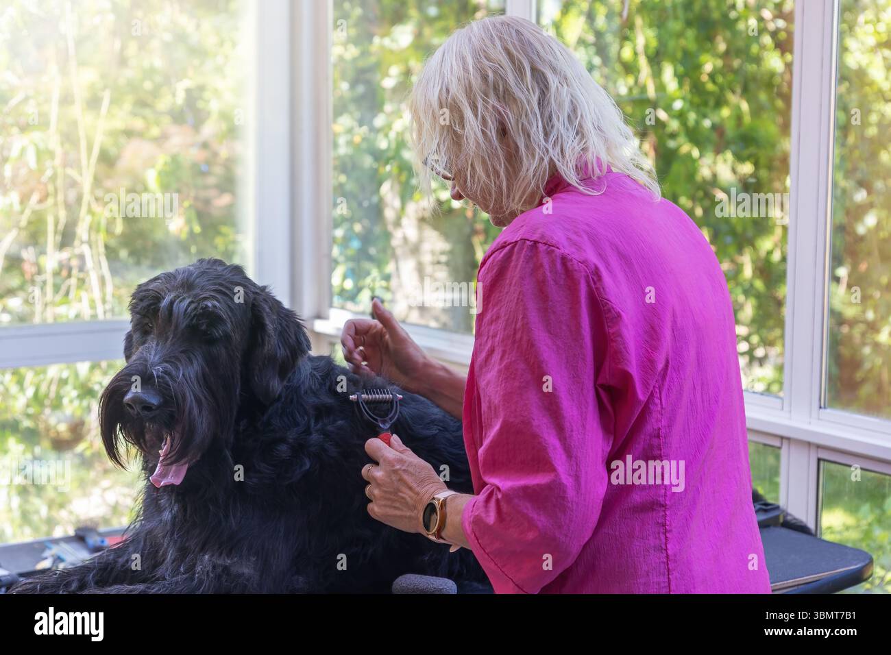 La femme toilette Big Black Schnauzer Dog. Horizontalement. Banque D'Images