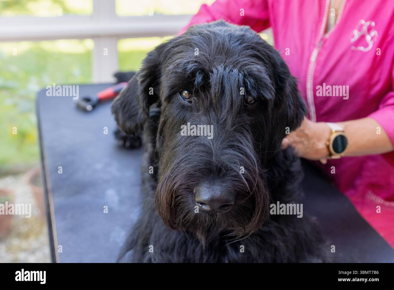 Vue de dessus d'un triste Big Black Schnauzer Dog en train d'être soigné par un toiletteur professionnel. Horizontalement. Banque D'Images