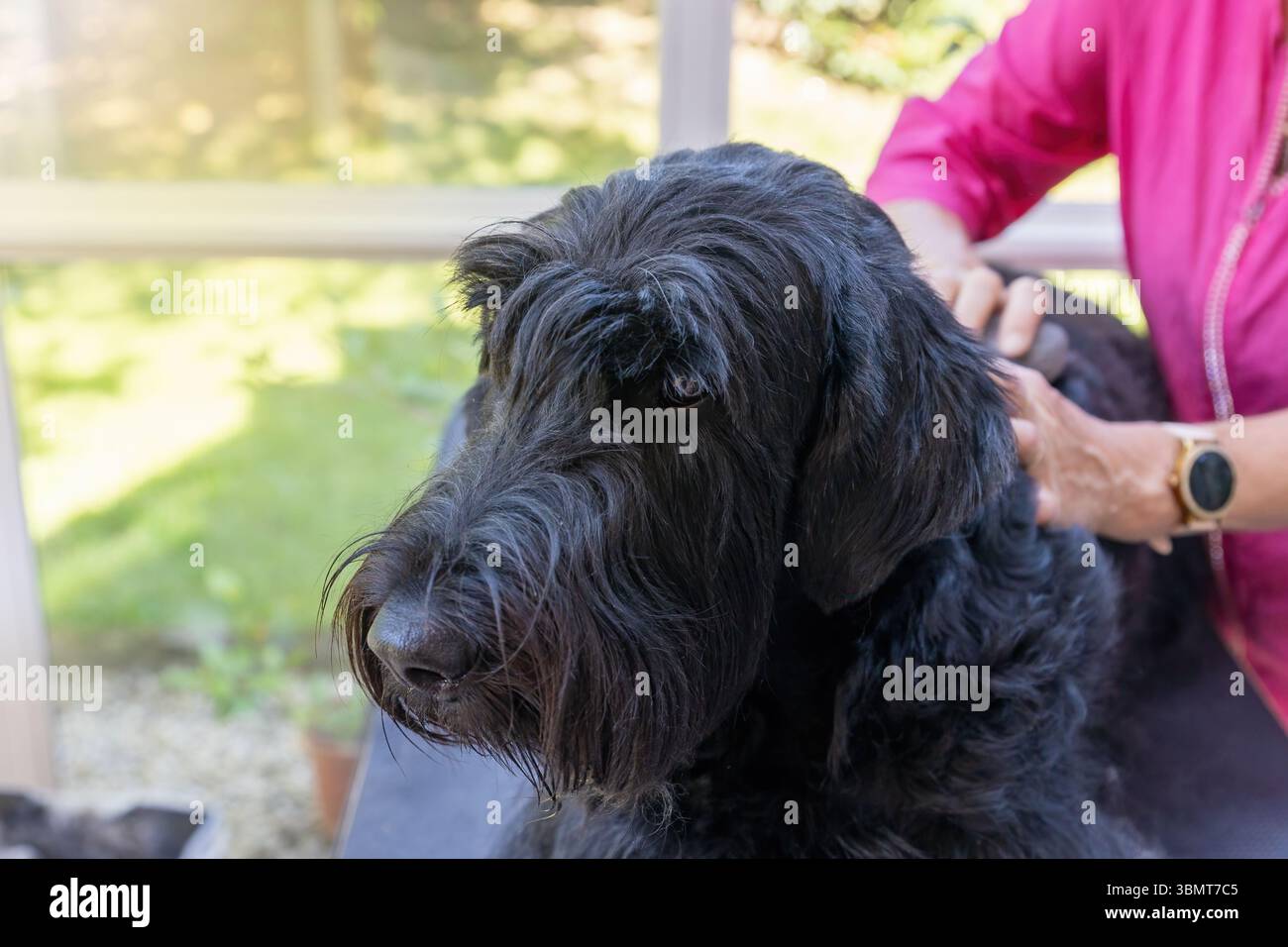 Vue latérale du chien obéissant Big Black Schnauzer qui est soigné par un toiletteur professionnel. Horizontalement. Banque D'Images