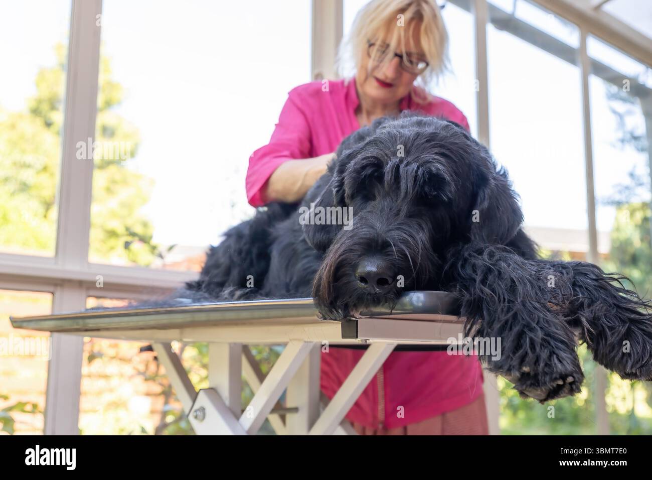 Détendu Big Black Schnauzer Dog est allongé sur la table en regardant la caméra. Horizontalement. Banque D'Images