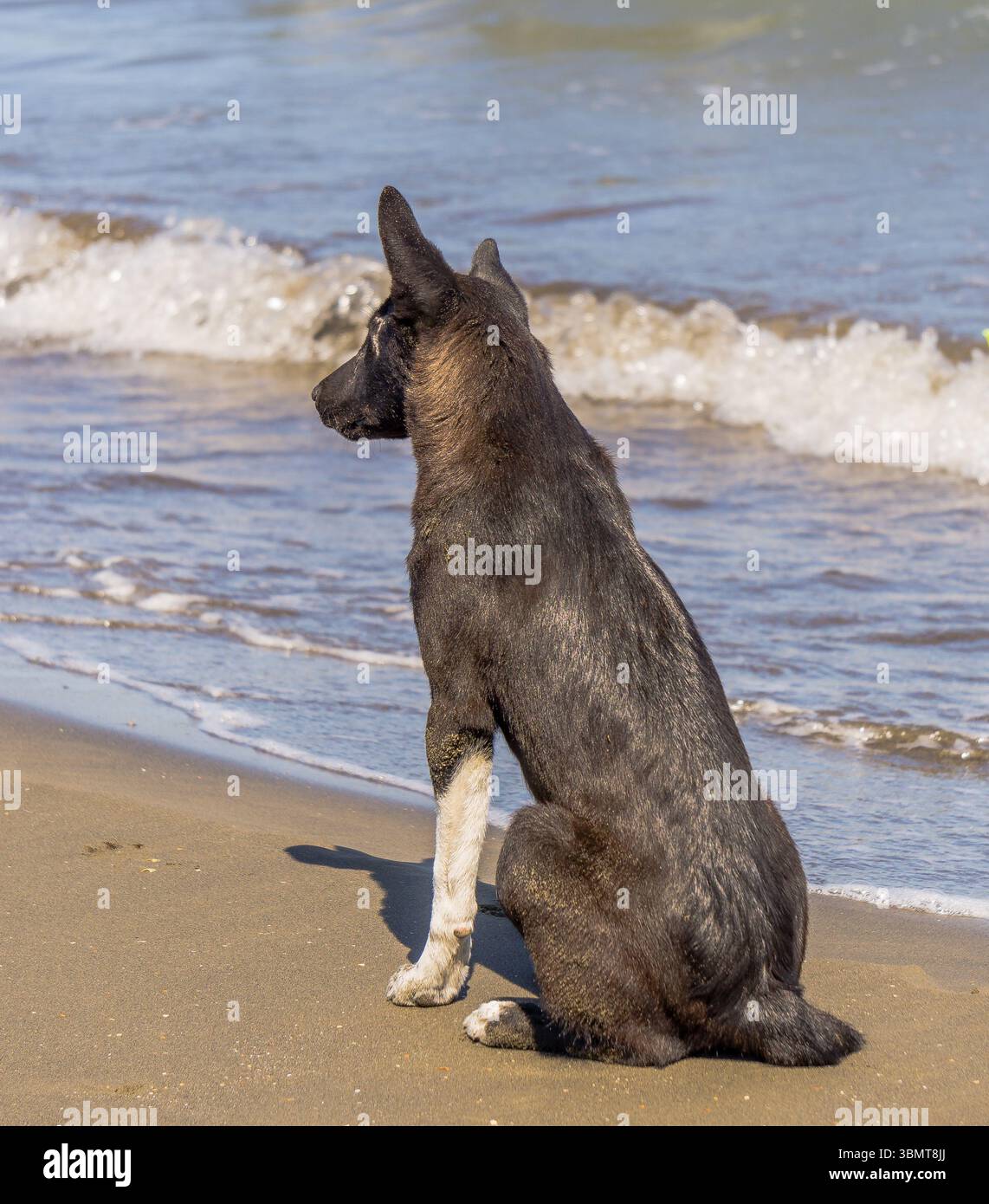 Chien sur la plage Banque D'Images