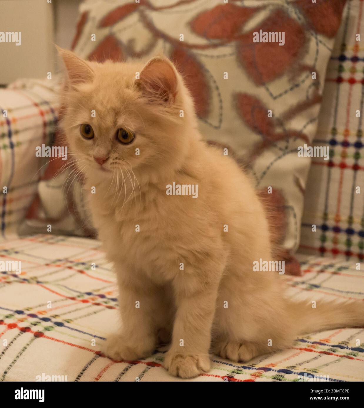 Chat sur le canapé Banque D'Images