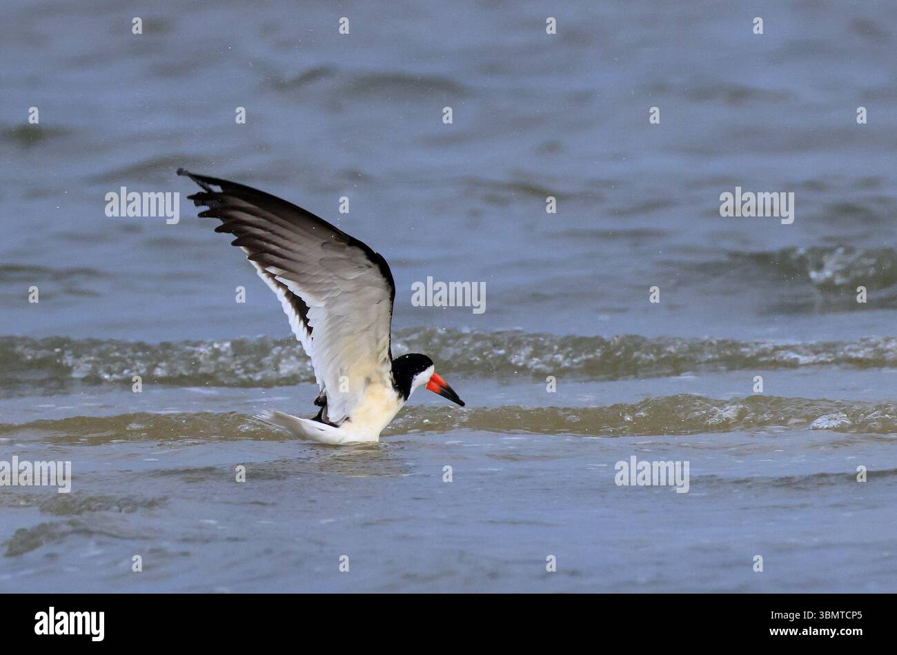 Un Black Skimmer dans le surf avec des ailes déployées vers le haut sur la côte du golfe de Floride Banque D'Images