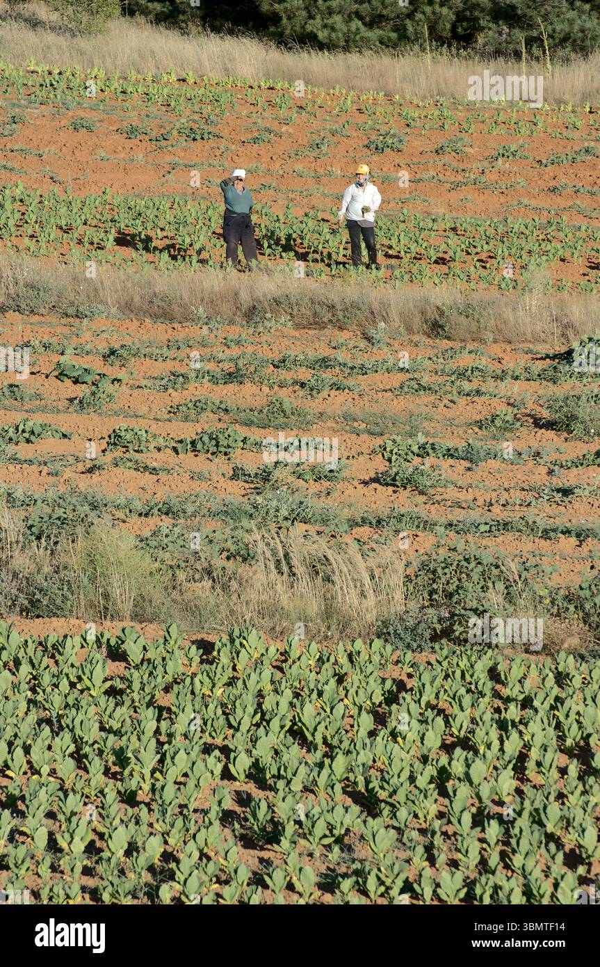 Deux femmes travaillant dans les champs près de Prilep, Macédoine du Nord (2) Banque D'Images