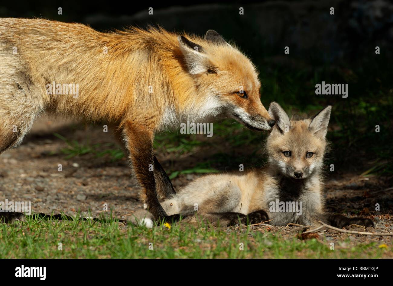 Renard rouge (Vulpes vulpes). Printemps dans la forêt nationale de Shoshone, Wyoming, États-Unis. Fox mère jouant avec chiot aka kit. Banque D'Images