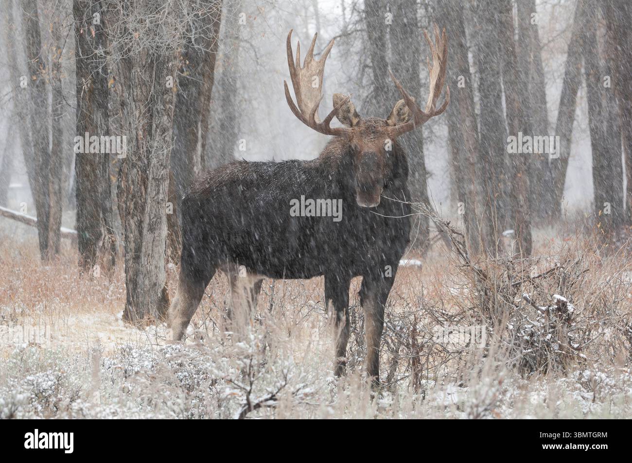 Bull Moose (Alces alces) dans une chute de neige d'octobre. Parc national de Grand Teton, Wyoming, États-Unis. Banque D'Images Bull Moose (Alces alces) dans une chute de neige d'octobre. Parc national de Grand Teton, Wyoming, États-Unis. Banque D'Images