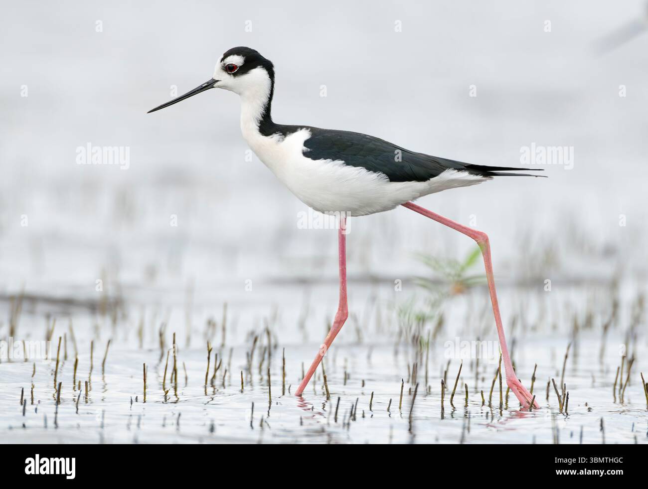 Pilotis à col noir (Himantopus mexicanus). Février dans le parc national de Myakka River, Floride. Banque D'Images