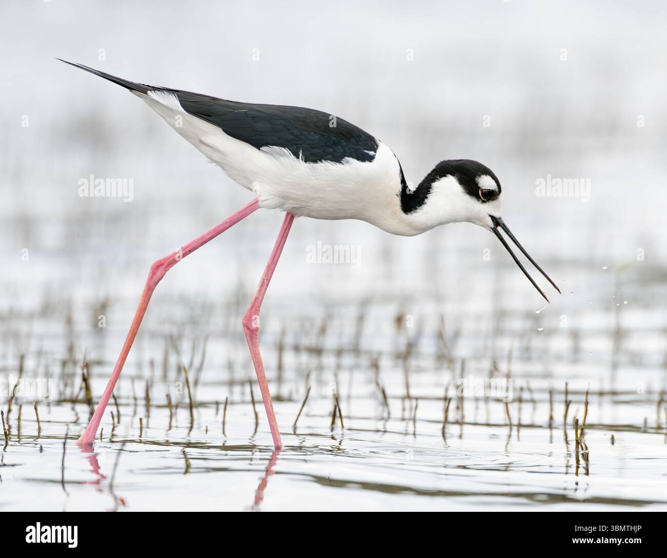 Pilotis à col noir (Himantopus mexicanus). Février dans le parc national de Myakka River, Floride. Banque D'Images