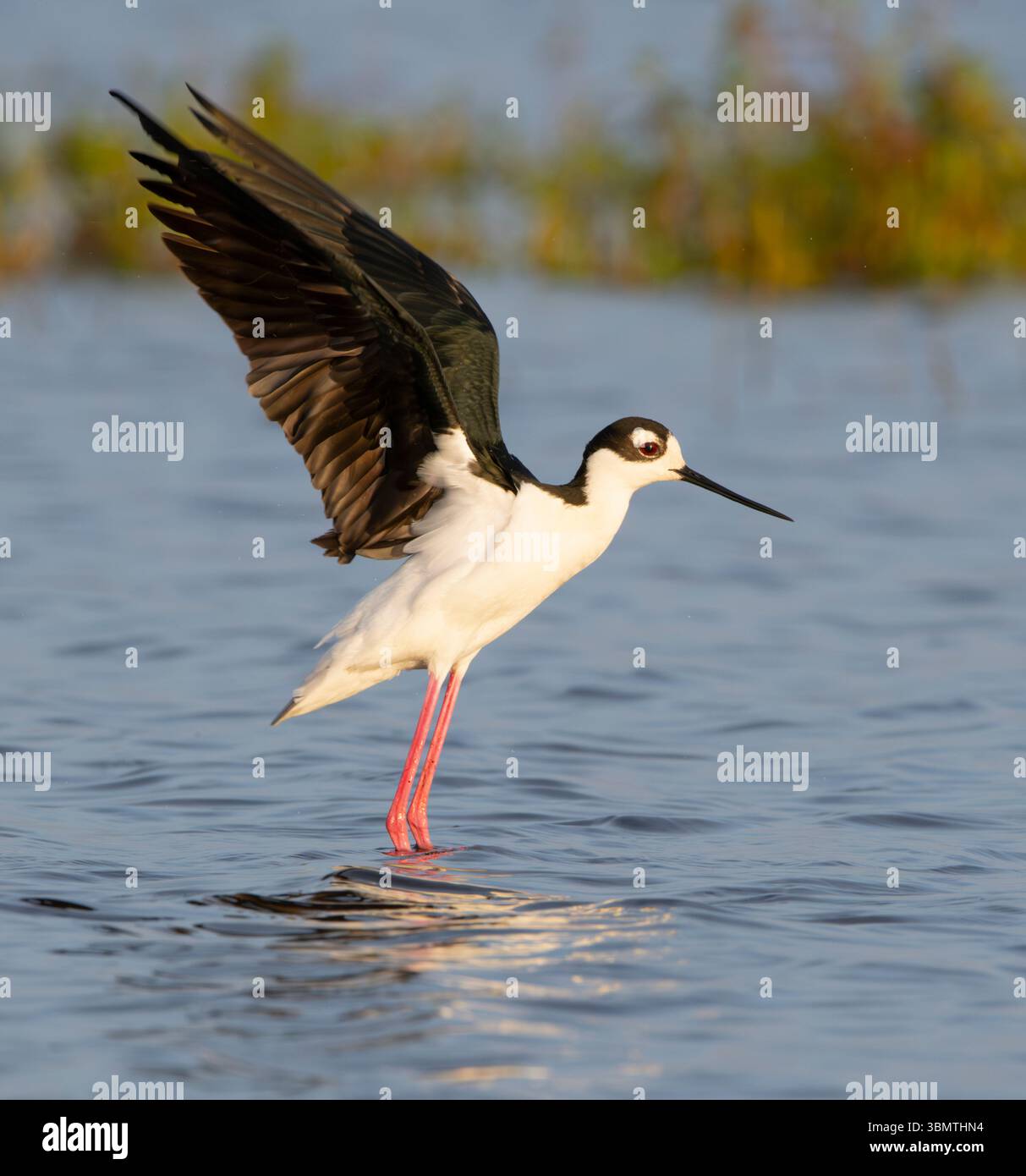 Pilotis à col noir (Himantopus mexicanus). Février dans le parc national de Myakka River, Floride. Banque D'Images