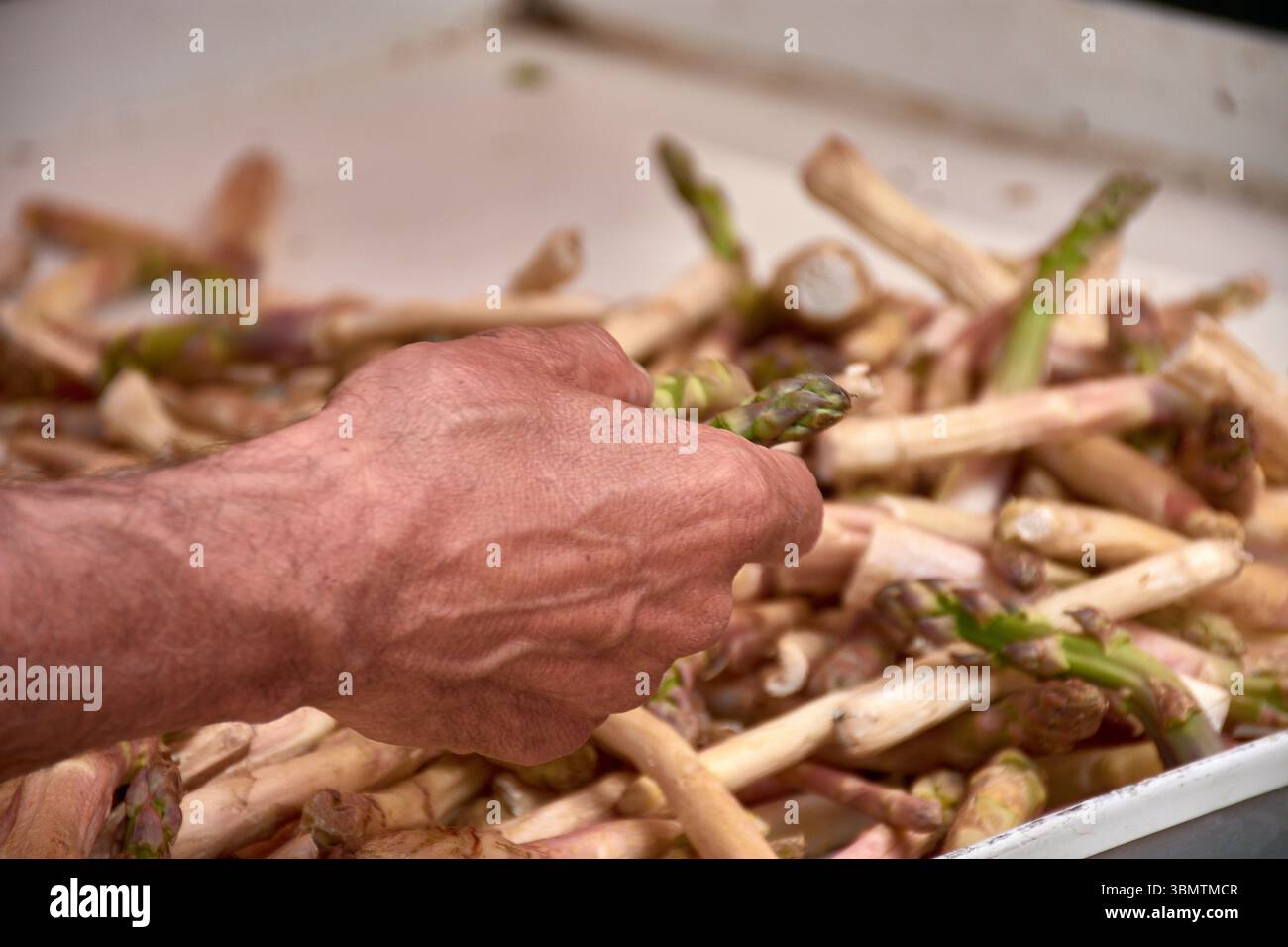 Un homme adulte sélectionne soigneusement des asperges fraîches sur un marché en plein air d’Aix-en-Provence, entouré de produits locaux. Banque D'Images