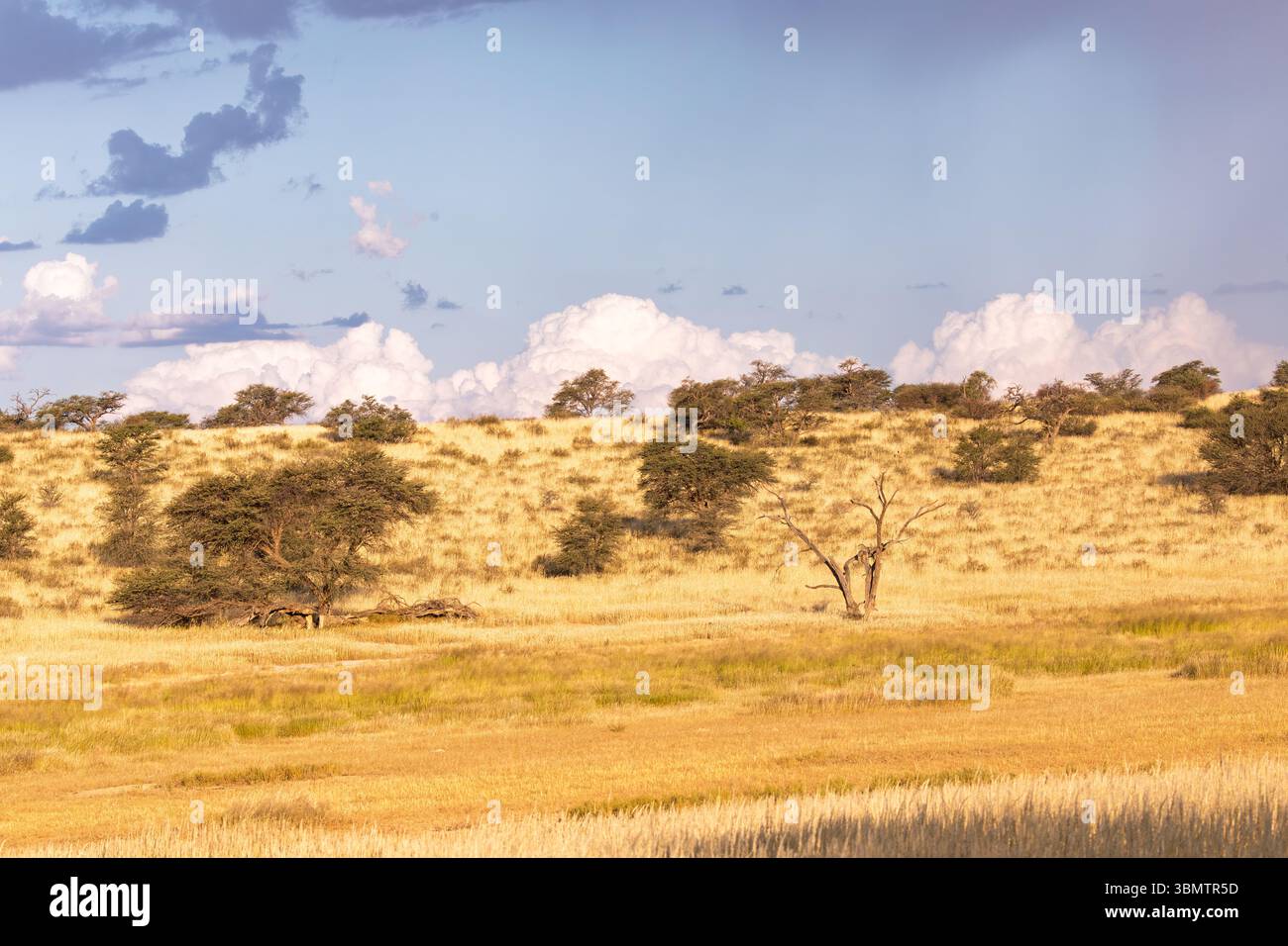 Paysage du Kalahari dans la lumière dorée au coucher du soleil avec des dunes couvertes d'herbe et des arbres de camélin dispersés, saison estivale pluvieuse, Cap Nord Afrique du Sud Banque D'Images