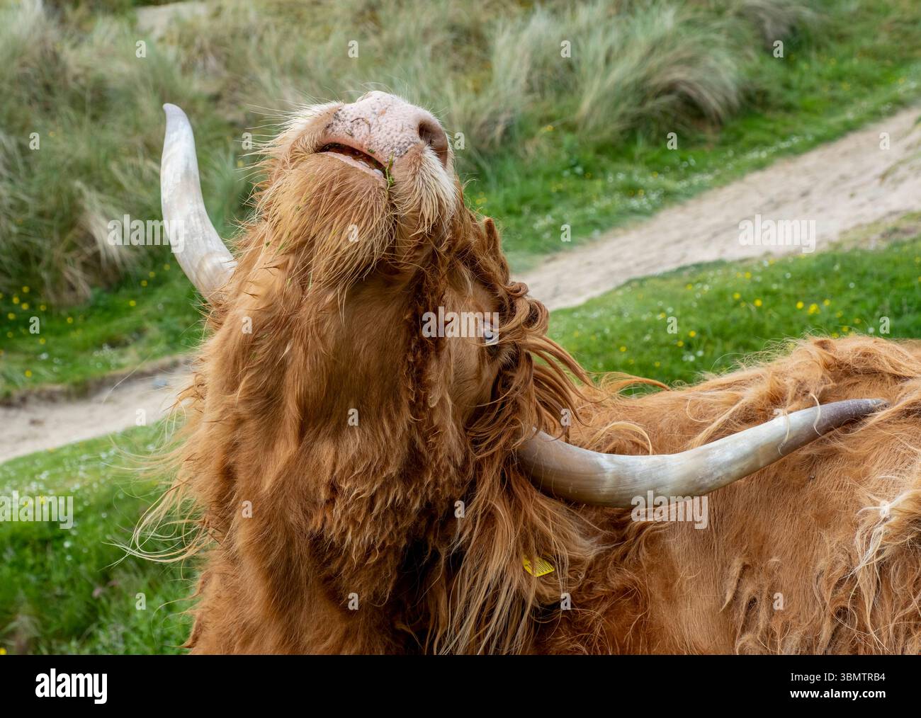 Vache Highland, Luskentyre, île de Harris, Hébrides extérieures, Écosse. Banque D'Images