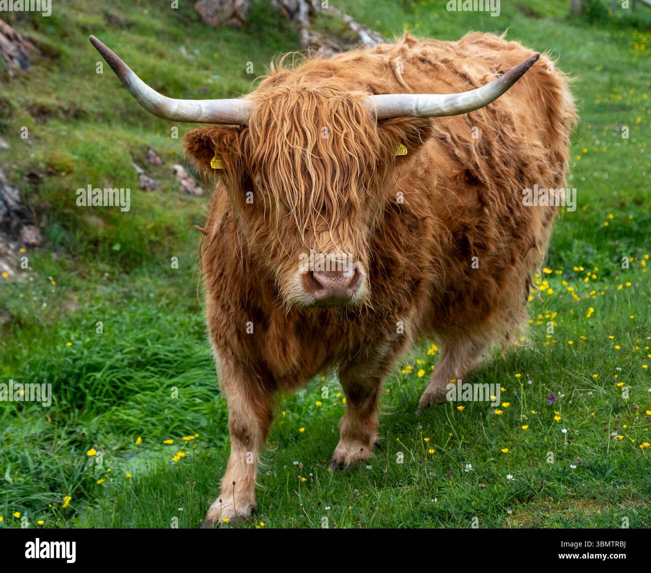 Vache Highland, Luskentyre, île de Harris, Hébrides extérieures, Écosse. Banque D'Images