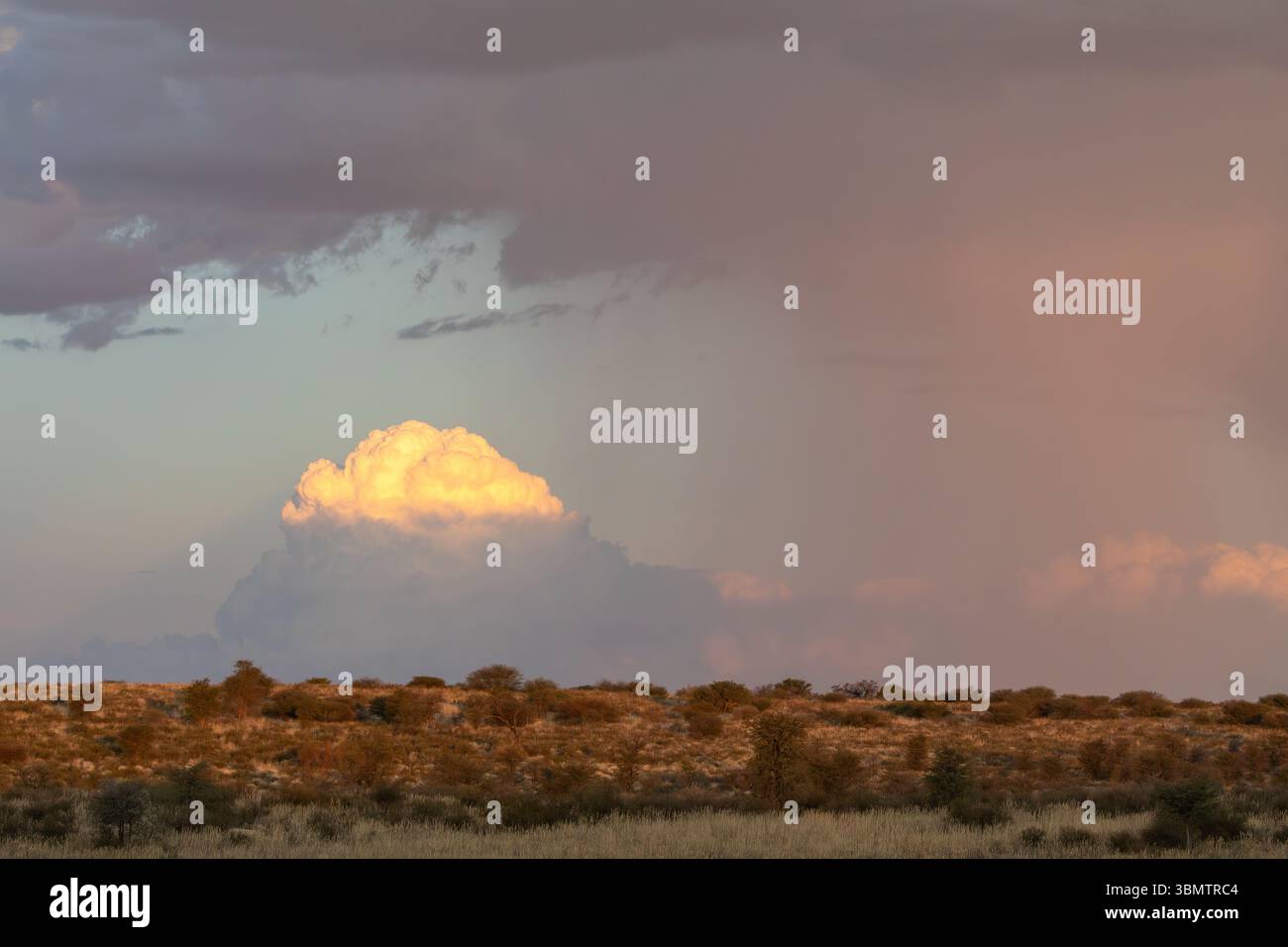 Orage estival sur un paysage du Kalahari parsemé d'épines de chameau sur des dunes rouges dans la savane aride, Cap Nord, Afrique du Sud Banque D'Images