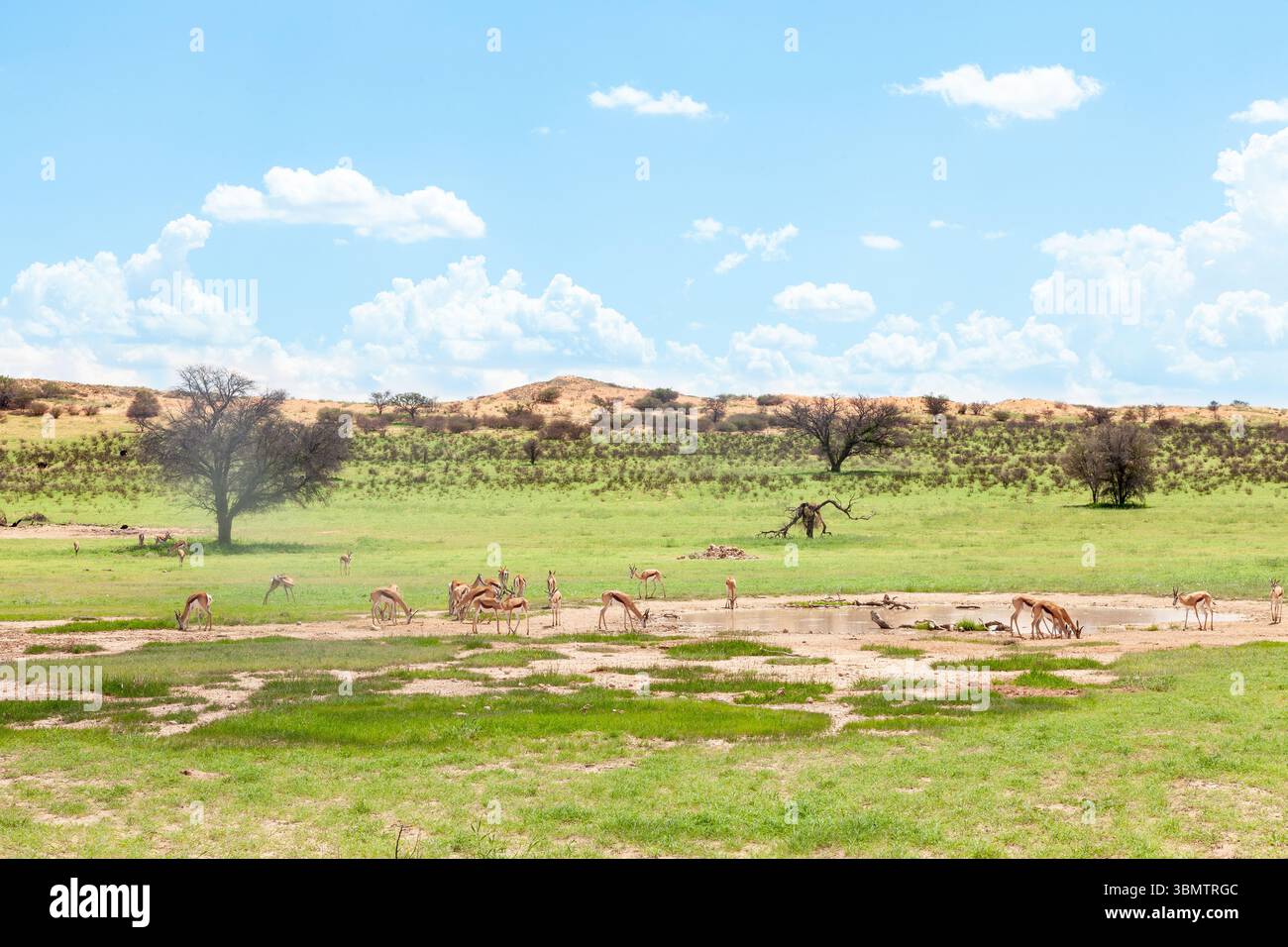 Paysage Kalahari après la tempête de pluie estivale avec Springbok, Kgalagadi Transfrontier Park, Cap Nord, Afrique du Sud, petit diable de poussière se déplaçant à travers Banque D'Images