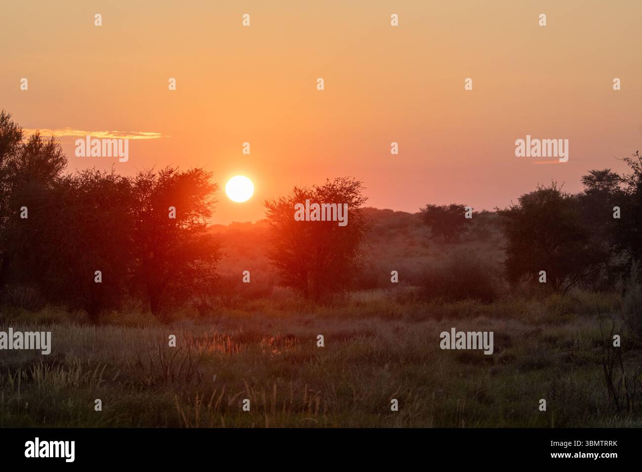 Lever de soleil sur le Kalahari, Kgalagadi Transfrontier Park, Cap Nord, Afrique du Sud avec des camélidés sur l'herbe couvert de dunes rouges en été humide Banque D'Images