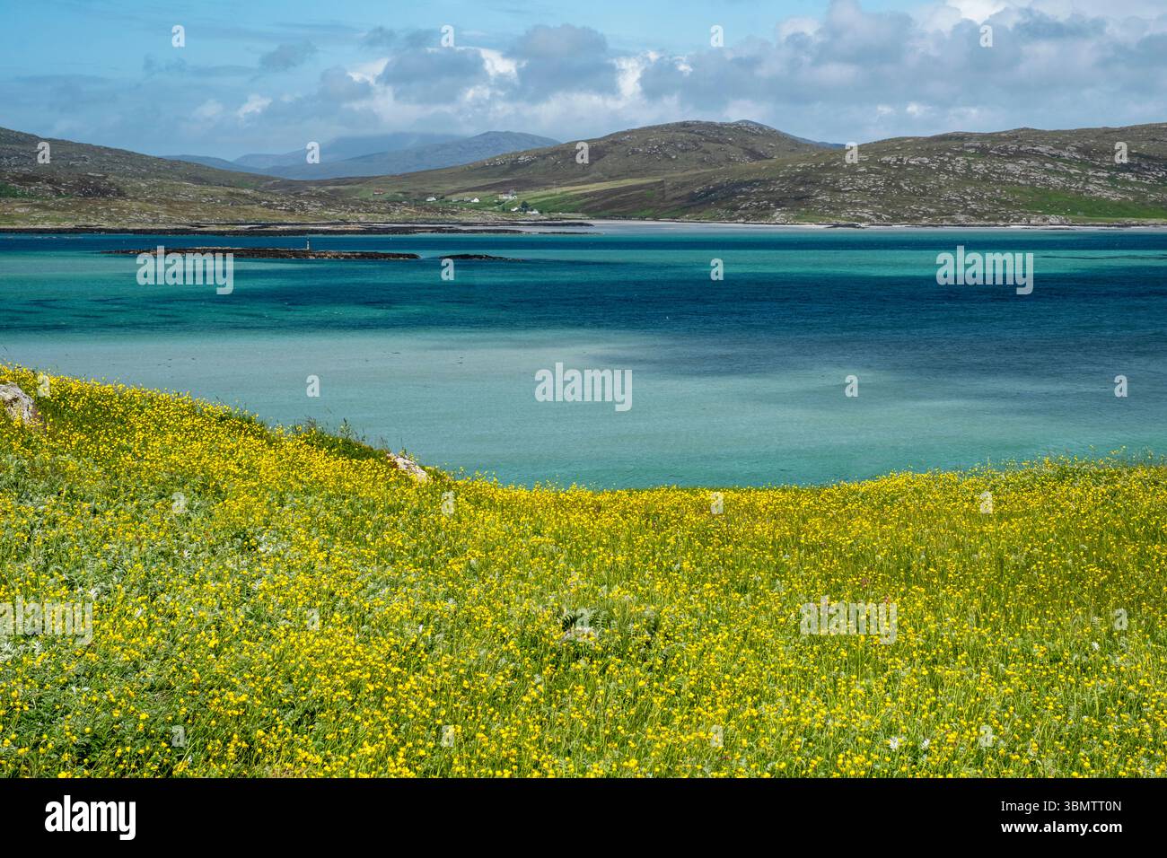 Fleurs sauvages jaunes sur le Machair surplombant le détroit d'Eriskay, île d'Eriskay Hébrides extérieures, Écosse Banque D'Images