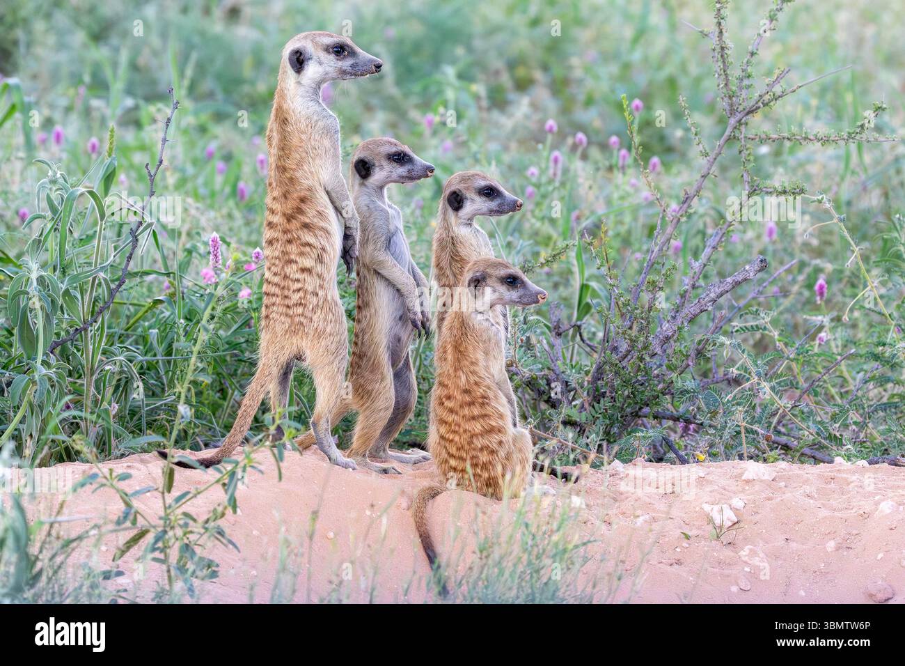 Groupe familial de Meerkats (Suricata suricatta), dans la savane des prairies au printemps, Kalahari, Cap Nord, Afrique du Sud Banque D'Images