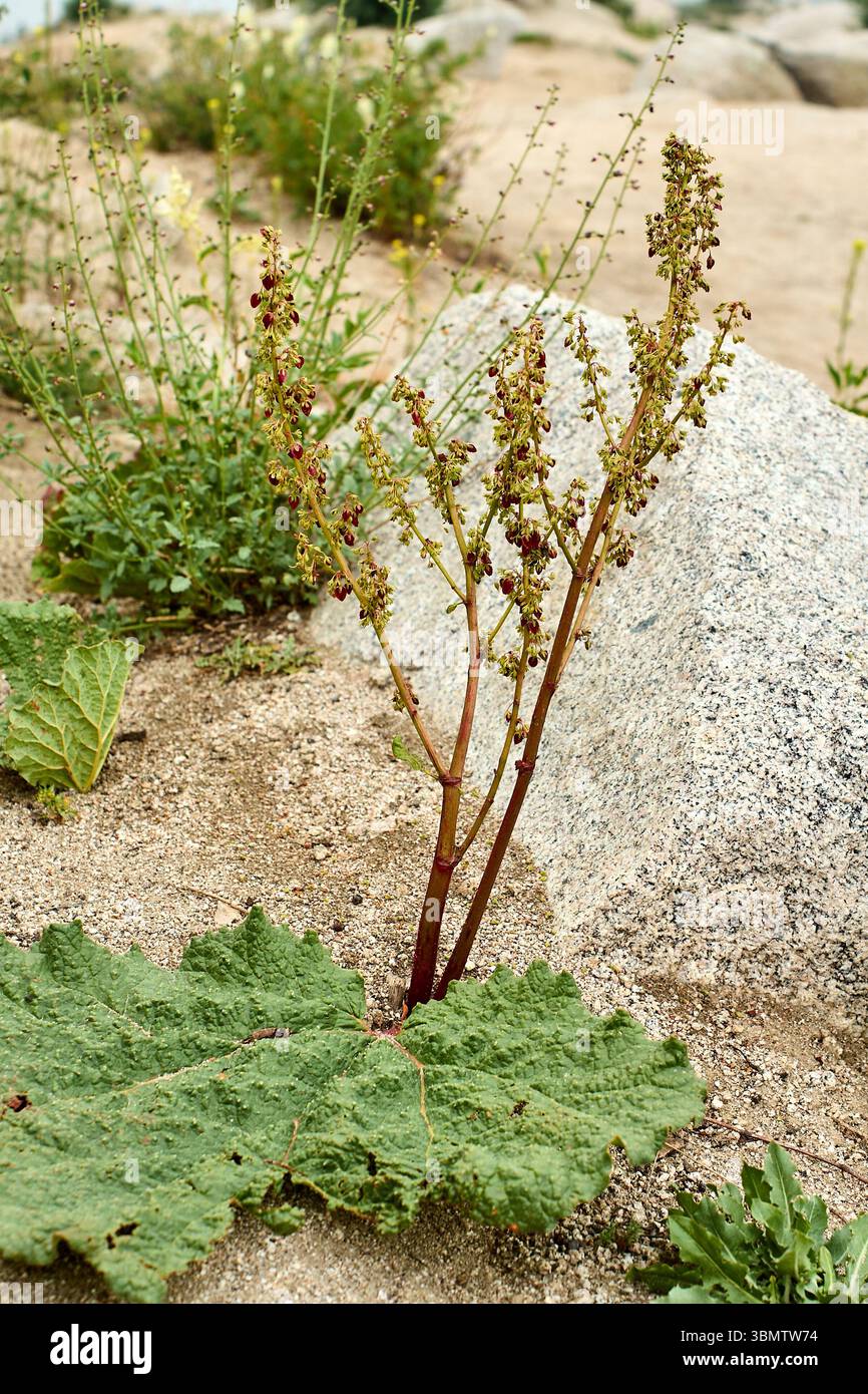 Quai de montagne (Rumex alpinus) poussant sur le versant rocheux du Grand Chimgan dans le parc national d'Ugam-Chatkal, Ouzbékistan, capturé en juillet 2025 Banque D'Images