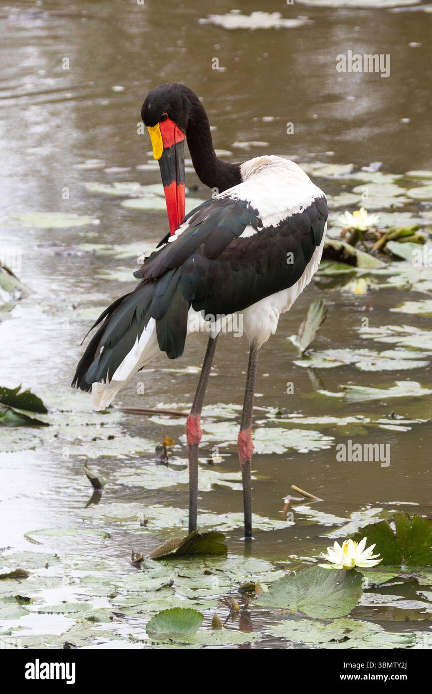 Cigogne à bec de selle (Ephippiorhynchus senegalensis) en cours d'eau, Limpopo, Afrique du Sud Banque D'Images