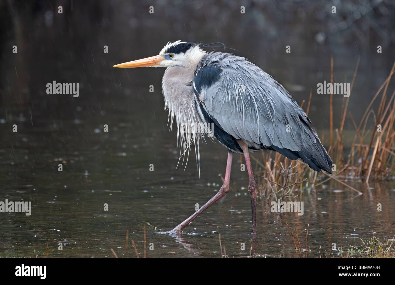 Grand Héron bleu (Ardea herodias) dans la tempête de pluie. Avril dans le parc national d'Acadia, Maine, États-Unis. Banque D'Images Grand Héron bleu (Ardea herodias) dans la tempête de pluie. Avril dans le parc national d'Acadia, Maine, États-Unis. Banque D'Images