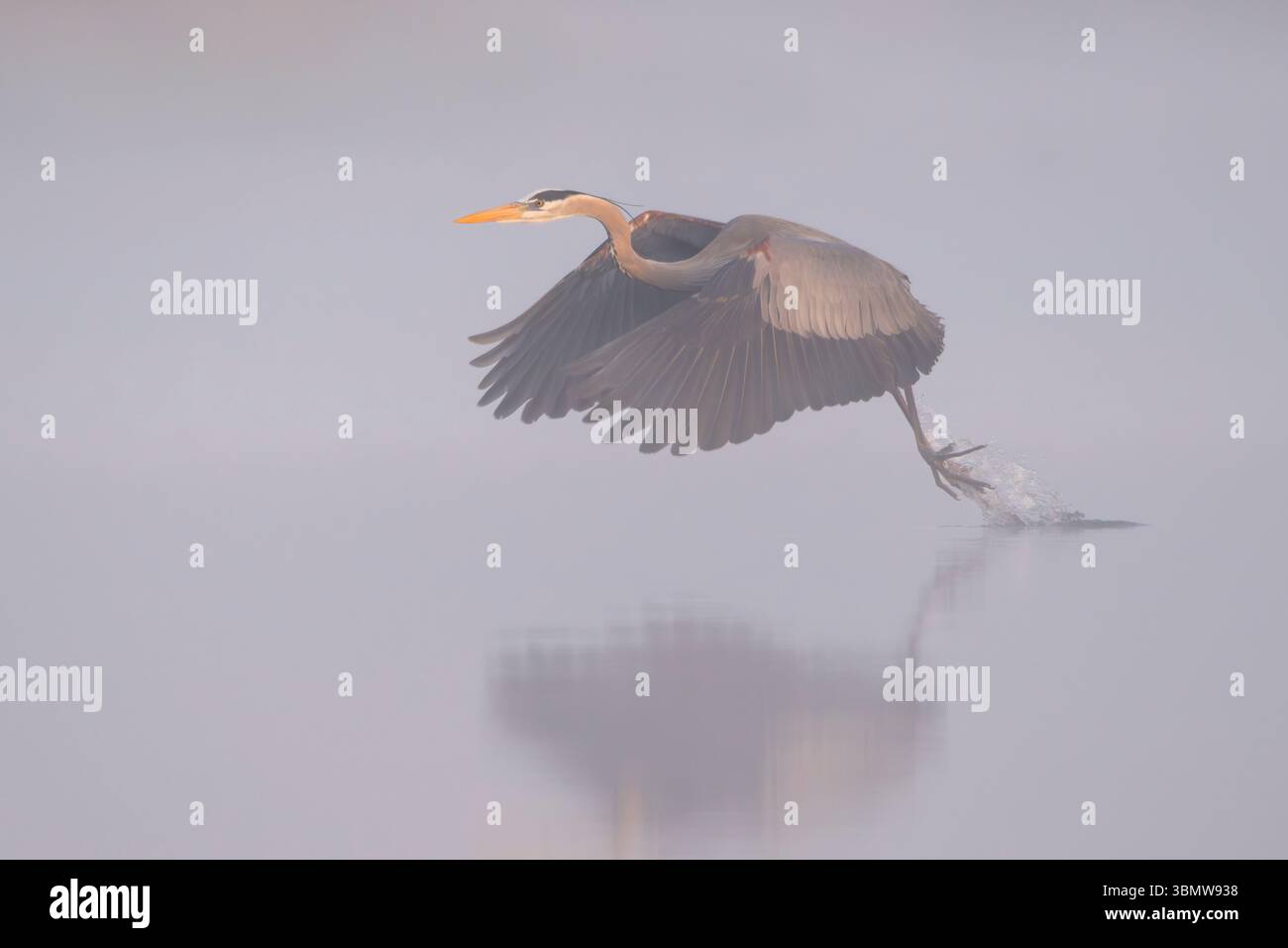 Grand héron bleu (Ardea herodias). Le soleil se lève un matin brumeux dans le parc national de Myakka River, en Floride. Banque D'Images Grand héron bleu (Ardea herodias). Le soleil se lève un matin brumeux dans le parc national de Myakka River, en Floride. Banque D'Images