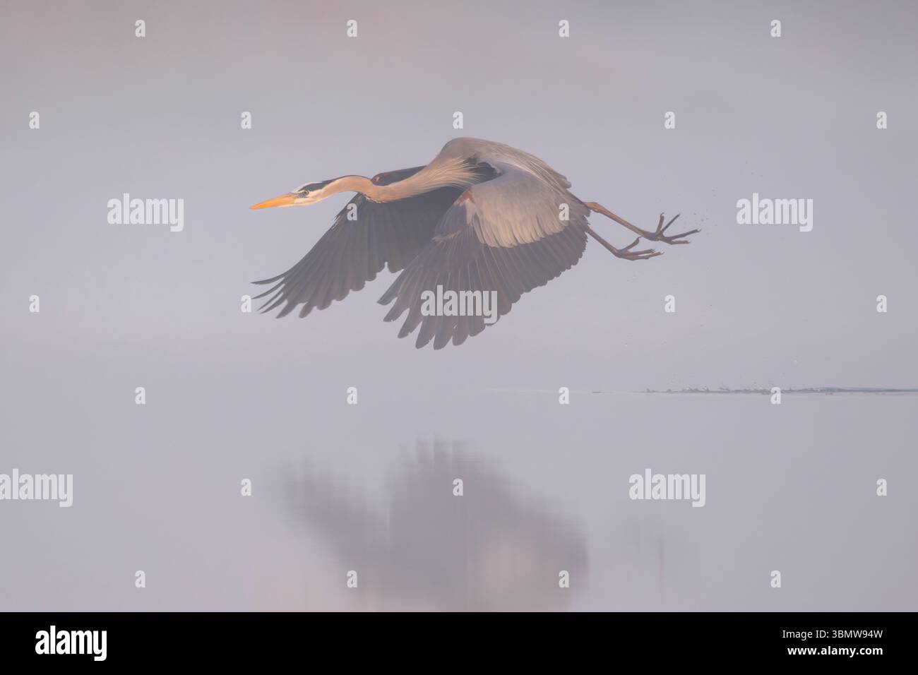 Grand héron bleu (Ardea herodias). Le soleil se lève un matin brumeux dans le parc national de Myakka River, en Floride. Banque D'Images Grand héron bleu (Ardea herodias). Le soleil se lève un matin brumeux dans le parc national de Myakka River, en Floride. Banque D'Images