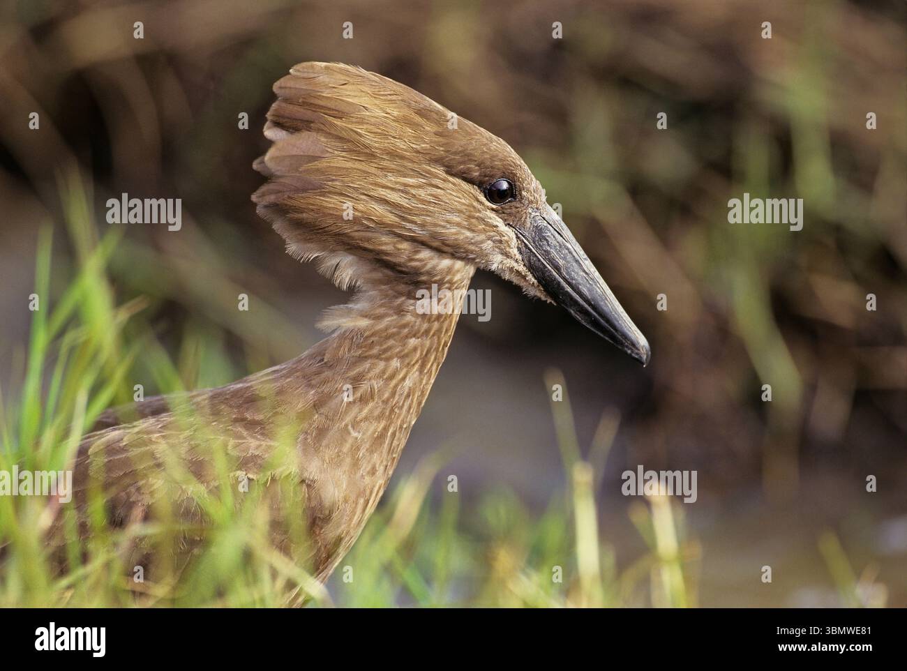 Hamerkop (Scopus umbretta). Réserve nationale du Masai Mara, Kenya, Afrique de l'est. Banque D'Images