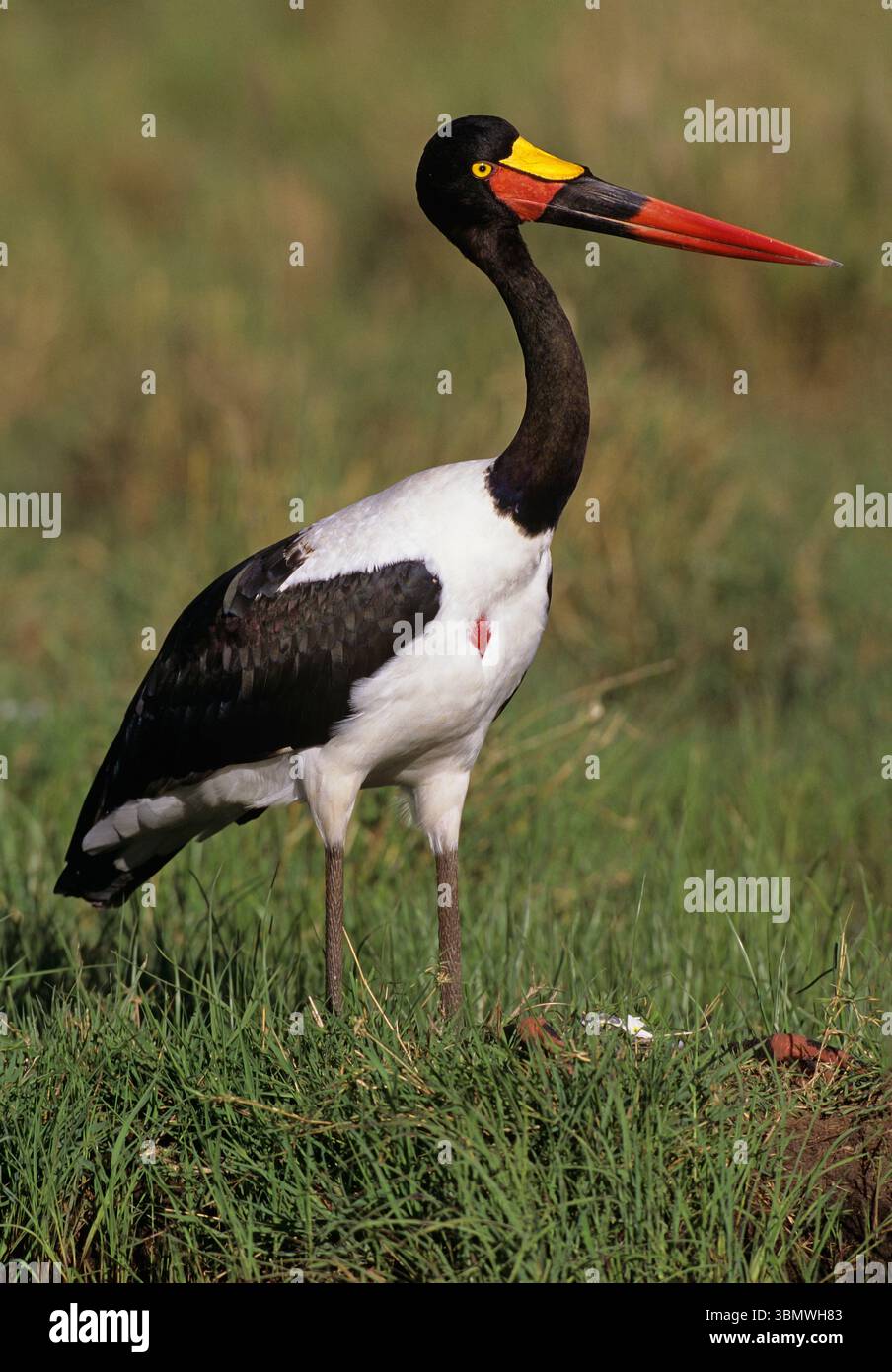 Cigogne à bec de selle (Ephippiorhynchus senegalensis). Réserve nationale du Masai Mara, Kenya, Afrique de l'est. Banque D'Images