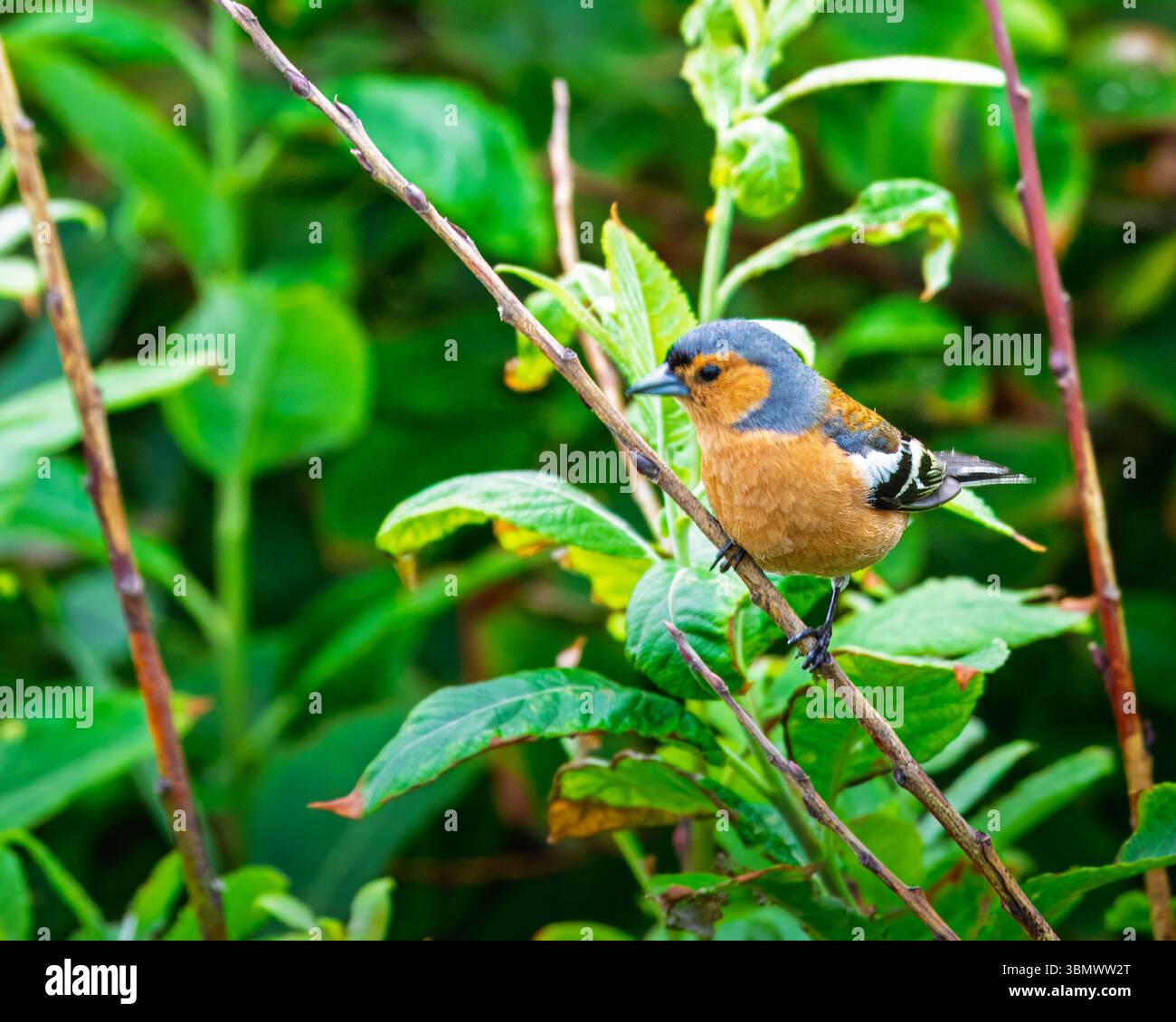 Chaffinch perché sur Branch, réserve naturelle de Hauxley, juin 2025 Banque D'Images