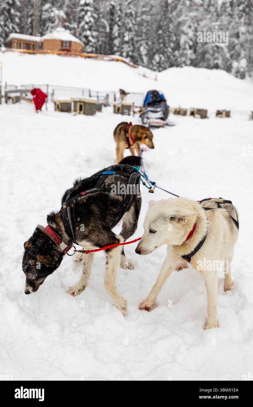 Fairbanks, États-Unis - 23 février 2023 : l'équipe de chiens de traîneau se prépare à partir pour un voyage mushing Banque D'Images