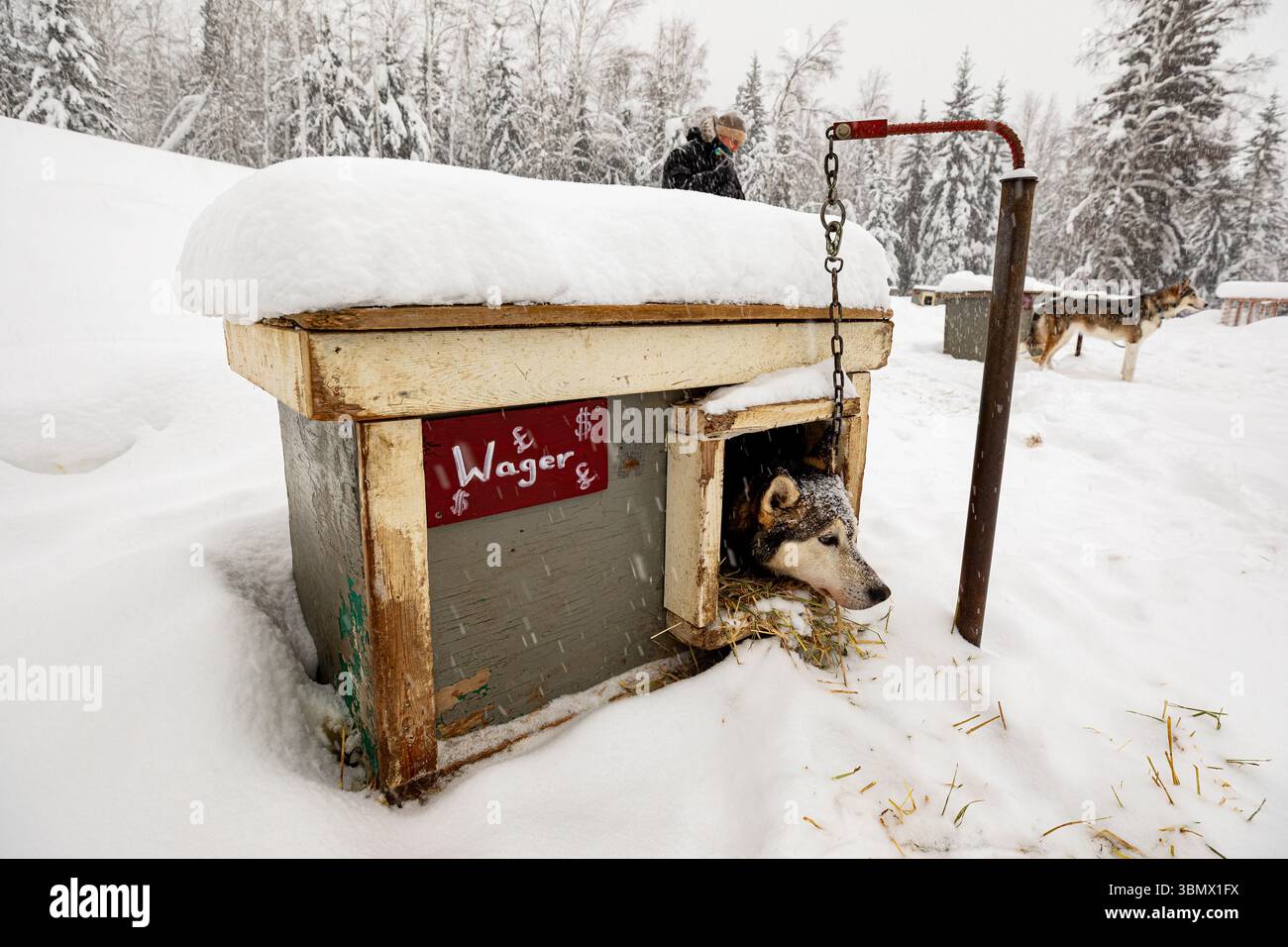 Fairbanks, États-Unis - 23 février 2023 : Husky en traîneau à chiens se reposant dans sa maison de chien pendant la tempête de neige Banque D'Images