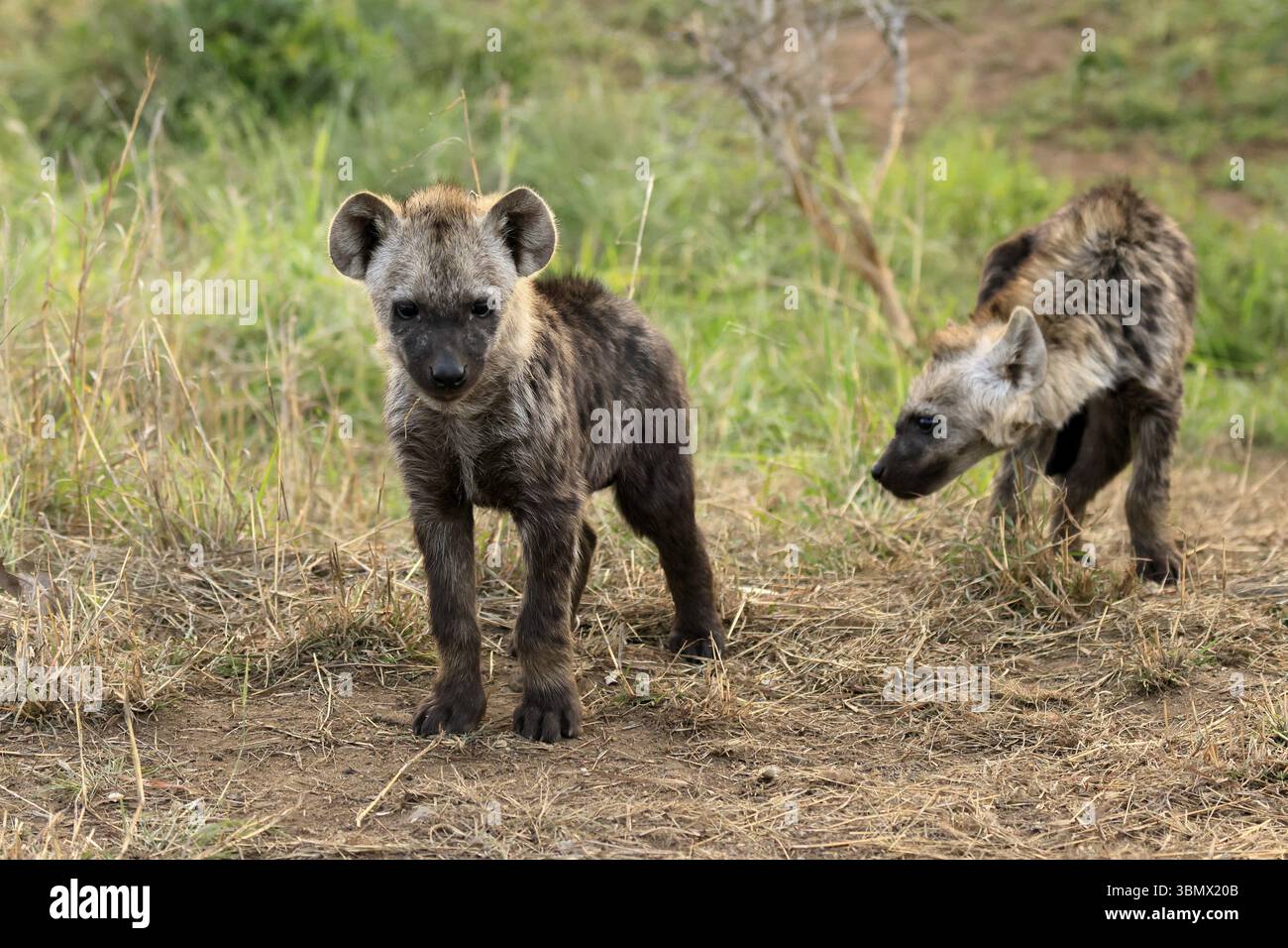 Hyène tachetée (Crocuta crocuta), hyène tachetée, oursons, deux, frères et sœurs, alerte, curieux, ensemble, Kruger, Parc National Kruger, Afrique du Sud, Afrique Banque D'Images