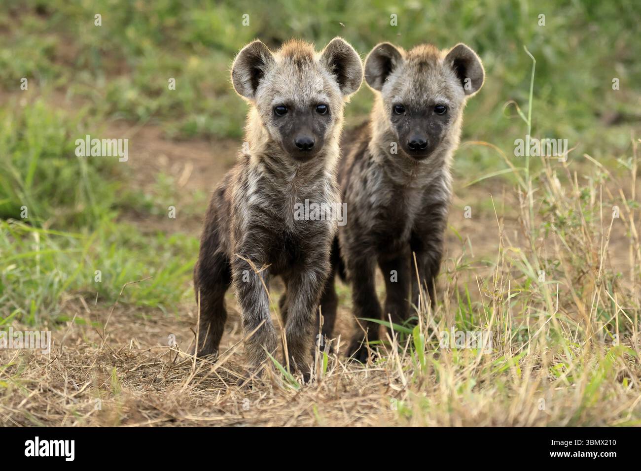 Hyène tachetée (Crocuta crocuta), hyène tachetée, oursons, deux, frères et sœurs, alerte, curieux, ensemble, Kruger, Parc National Kruger, Afrique du Sud, Afrique Banque D'Images