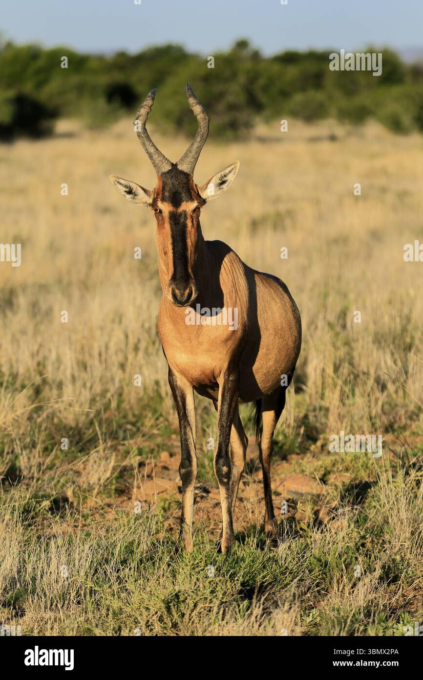 Hartebeest rouge (Alcelaphus buselaphus caama), Kaama, adulte, alerte, alimentation, Mountain Zebra National Park, Eastern Cape, Afrique du Sud, Afrique Banque D'Images