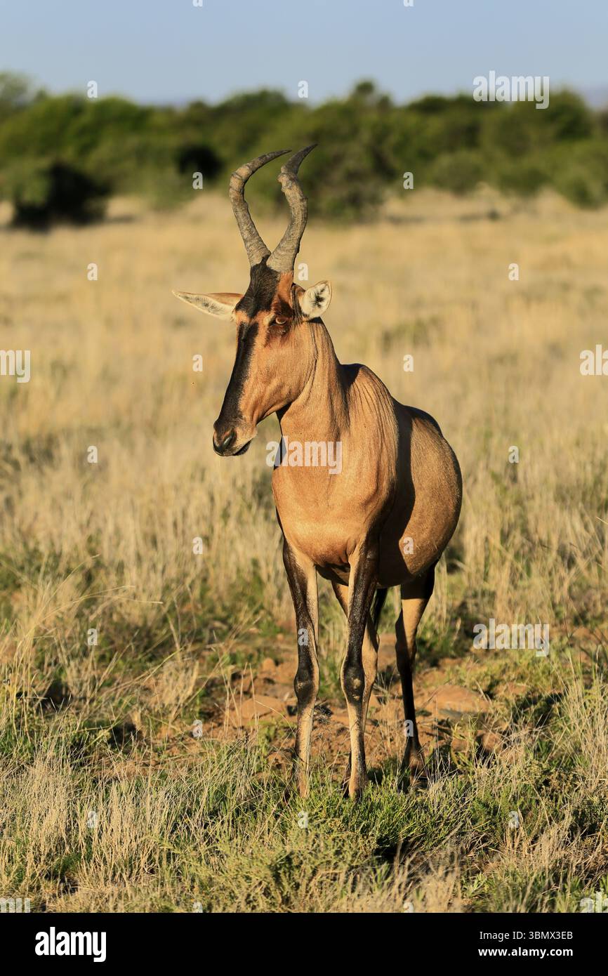 Hartebeest rouge (Alcelaphus buselaphus caama), Kaama, adulte, alerte, alimentation, Mountain Zebra National Park, Eastern Cape, Afrique du Sud, Afrique Banque D'Images