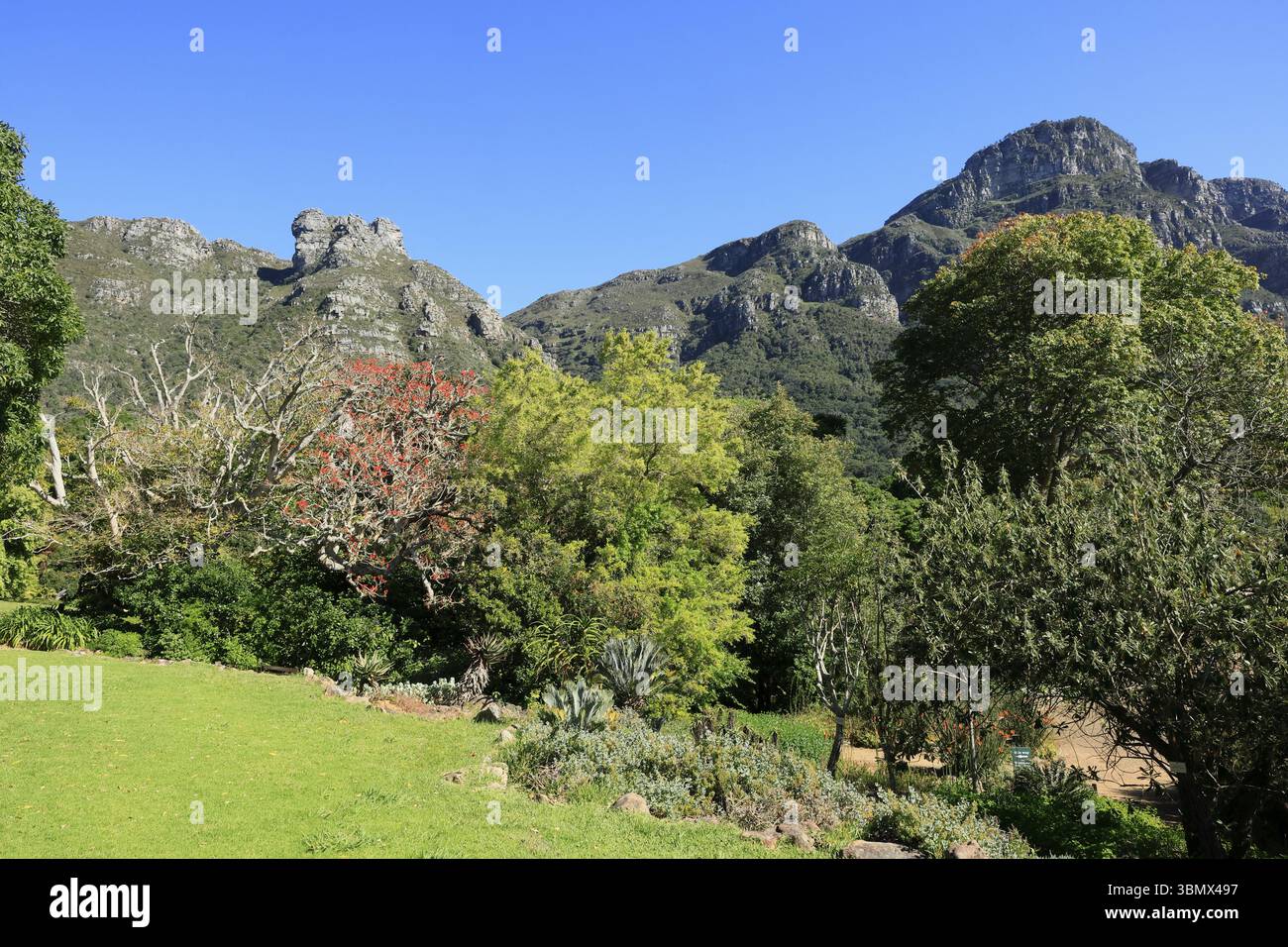 Jardin botanique de Kirstenbosch, paysage, végétation luxuriante, au printemps, le Cap, Afrique du Sud, Afrique Banque D'Images