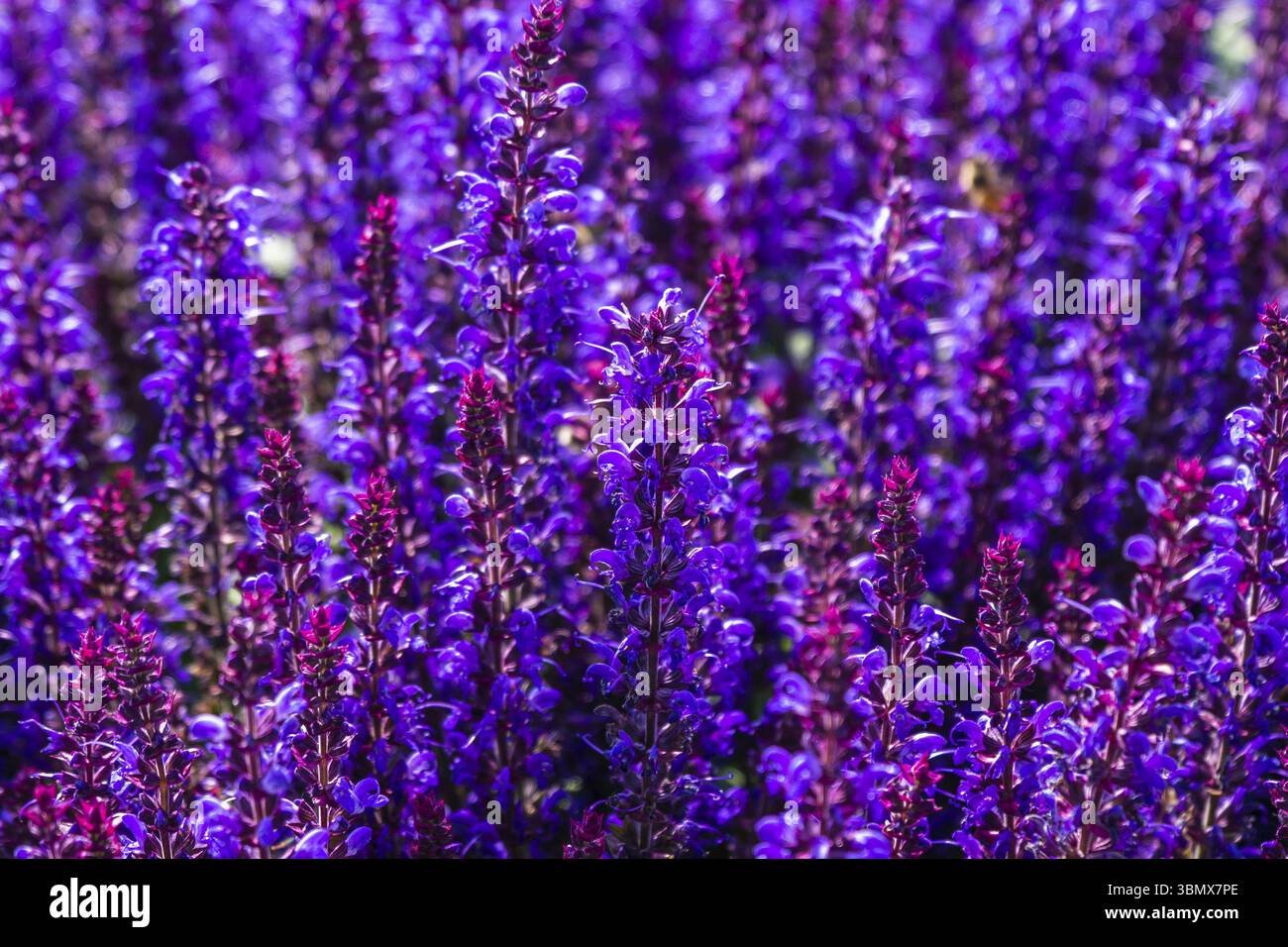 Fleur violette jardin Sage, Salvia Nemorosa, dans le jardin Banque D'Images