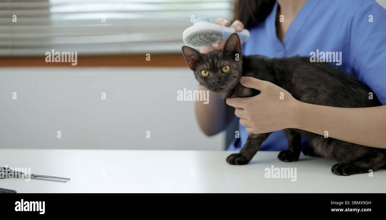 Service de toilettage pour animaux Cat à la table. Toiletteur coupant la fourrure d'un animal domestique. Banque D'Images