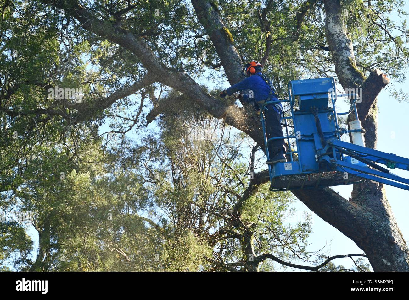 GREYMOUTH, NOUVELLE-ZÉLANDE, 2025 : la sciure vole alors qu'un arboriste coupe la branche d'un pin noir de Nouvelle-Zélande, coupé sous permis. Banque D'Images