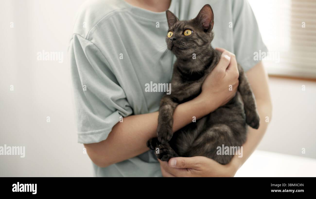 Médecin vétérinaire tient un chat mignon à la clinique vétérinaire. Contrôle et vaccination des animaux de compagnie. Les soins de santé Banque D'Images