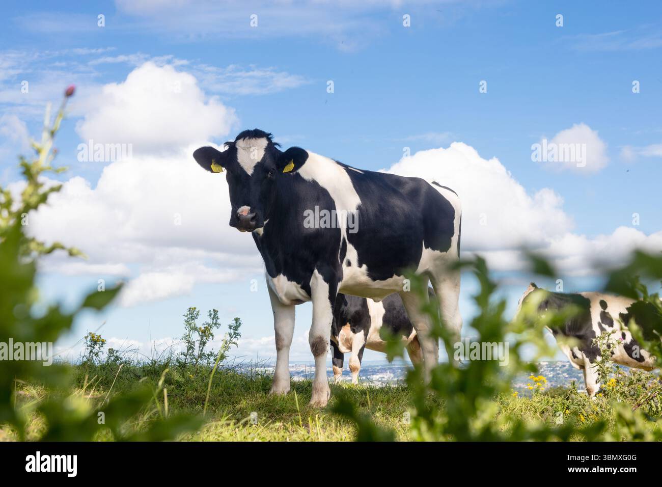 La vache laitière blanche noire se tient sur un pâturage luxuriant à flanc de colline dans un design plat sous un ciel nuageux Banque D'Images