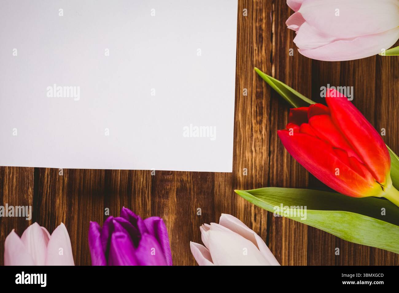 La feuille blanche vierge est couchée sur une table en bois brun foncé dans un design plat, avec bordure de tulipe Banque D'Images