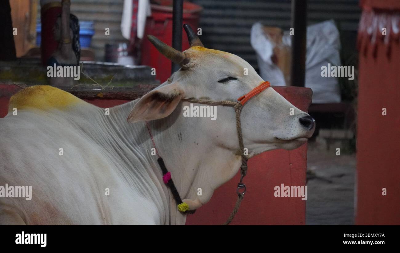 Image d'une vache blanche endormie. Vache du temple Annavaram Goshala. Un mélange clair de nature et de dévotion qui représente la tradition indienne. Banque D'Images